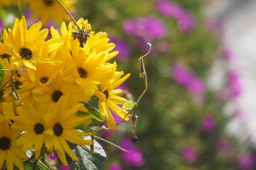黄色の花 黄色の花 ガーデニング,黄色の花,秋の写真素材