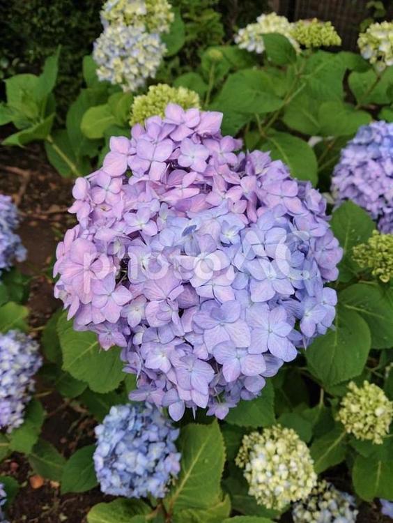 紫陽花・あじさい・アジサイ（１３） 紫陽花,あじさい,アジサイの写真素材