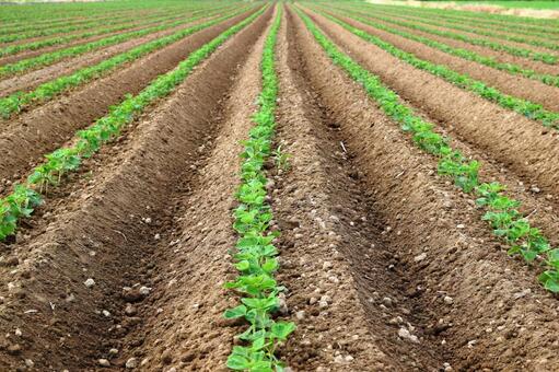 ダイズ畑 山形県庄内 ダイズ畑,大豆畑,大豆の写真素材