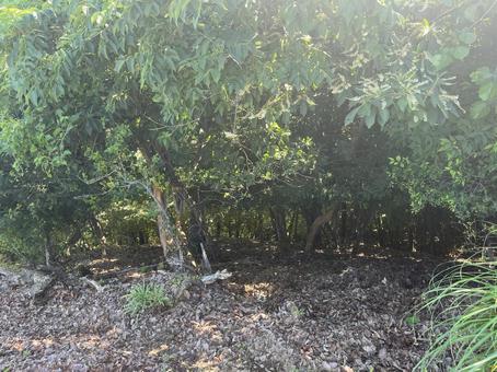 山歩きで注意すべき斜面の風景2 山歩きで注意すべき斜面の風景2 森,森林,斜面の写真素材