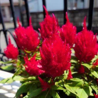燃え上がる炎のようなケイトウの花 燃え上がる炎のようなケイトウの花の写真