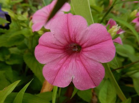 【花の写真】ペチュニア(衝羽根朝顔) 【花の写真】ペチュニア(衝羽根朝顔)の写真