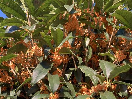 秋の庭に咲く鮮やかなキンモクセイの花 キンモクセイ,秋,秋晴れの写真素材