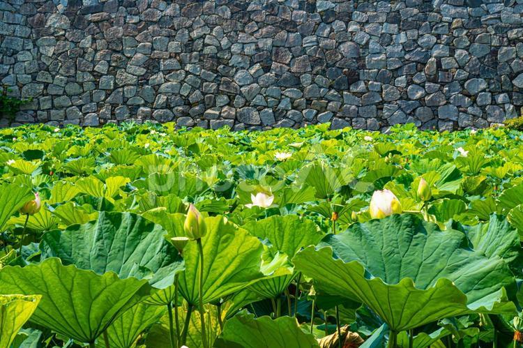 石垣と群生の蓮 蓮の葉,石垣,夏の花の写真素材