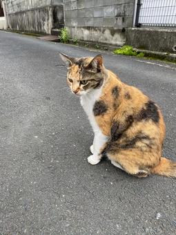 三毛猫2 猫,ねこ,ネコの写真素材