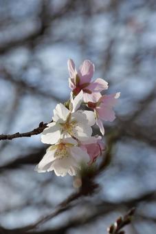四季桜 四季桜の写真