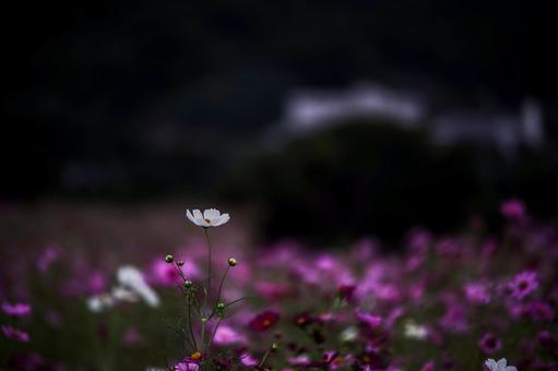 ＜素材＞夕暮れのコスモス畑の風景の写真