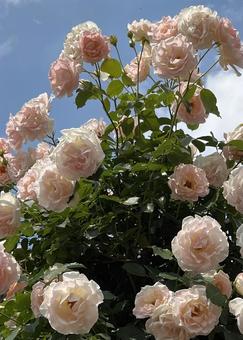 淡いピンク色のつるバラ(バラ園)No.3 淡いピンク色のつるバラ(バラ園)No.3 薔薇,バラの花,つるバラの写真素材