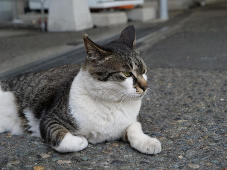 高千穂 地域猫 高千穂 地域猫 野良猫,地域猫,猫の写真素材