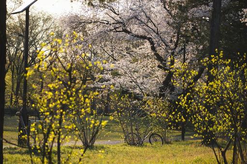 cherry blossoms, JPG
