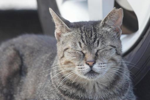 ねこ にゃんこ,可愛い,野良猫の写真素材