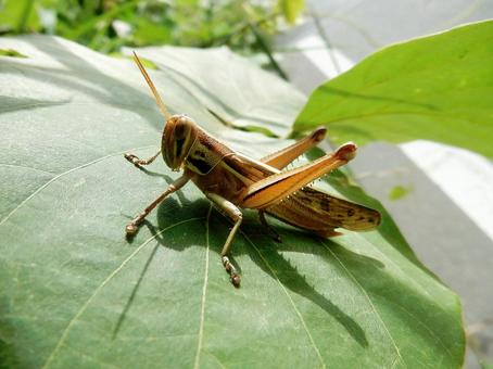 【昆虫写真】ツチイナゴ(土蝗) 【昆虫写真】ツチイナゴ(土蝗) ツチイナゴ,土蝗,イナゴの写真素材