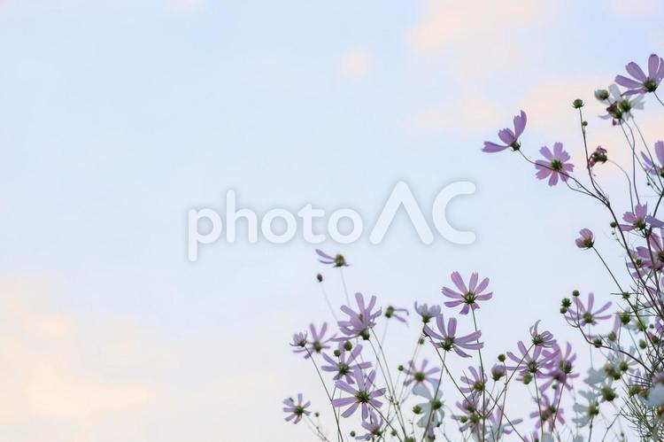 青空とコスモスのフレーム 秋桜,コスモス,コスモス畑の写真素材