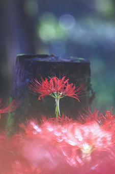 リコリス リコリスの写真