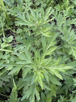 野原に生えていた蓬 01 蓬,艾,蕭の写真素材