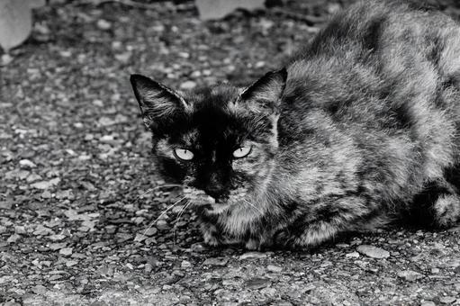 ねこ ねこ,野良,モノクロの写真素材