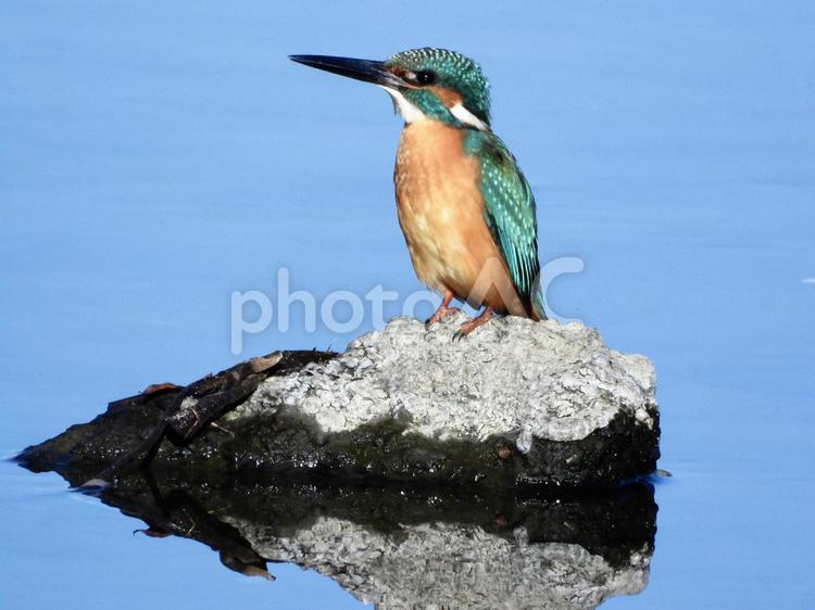 川面の岩の上に立つカワセミ 鳥,野鳥,カワセミの写真素材