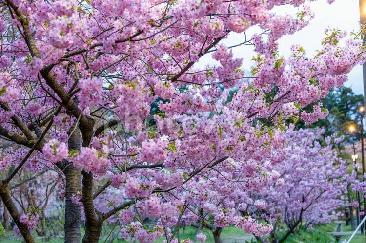 弘前城公園に咲くピンクの桜 ライトアップ,夜景,弘前城公園の写真素材