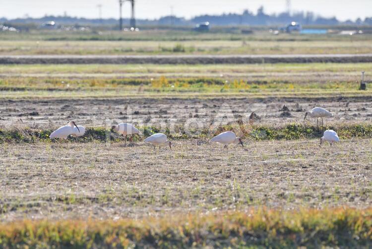朱鷺と共に暮らす里 朱鷺,ニッポニア・ニッポン,鳥の写真素材