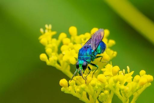 オオセイボウ⑿ オオセイボウ⑿ 蜂,オオセイボウ,宝石蜂の写真素材