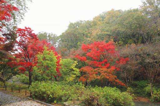Photo, autumn leaves, kobe city forest botanical garden, november, 
