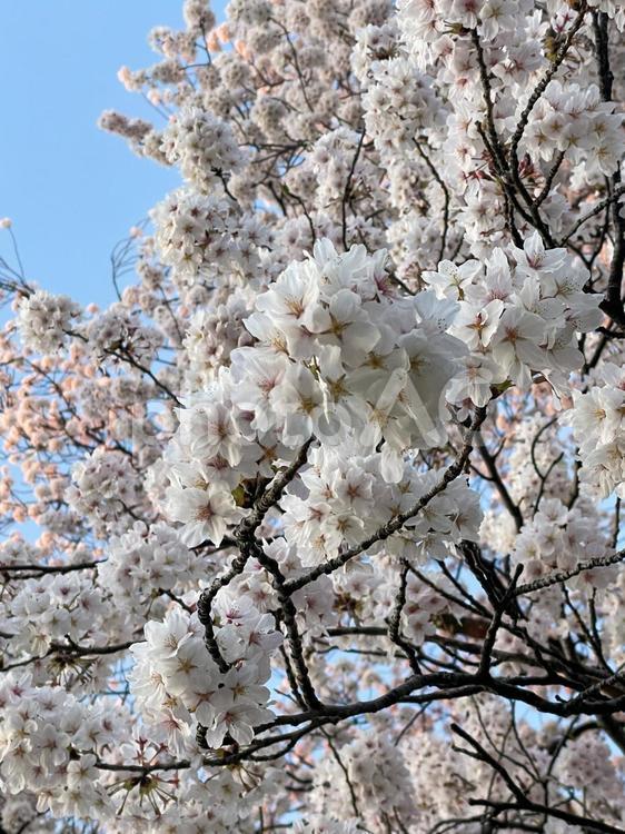 桜の花のアップと空 木,自然,屋外での写真素材