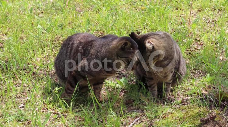頭をくっ付けて相棒と挨拶する可愛い猫様達 猫,キジトラ,挨拶の写真素材