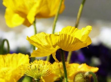 ポピー 植物,花,花壇の写真素材