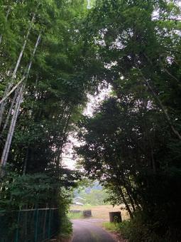 森の小道 2 森の小道 2 森,山,林の写真素材