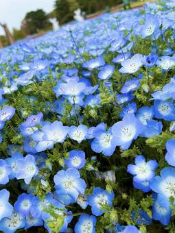 Nemophila, JPG