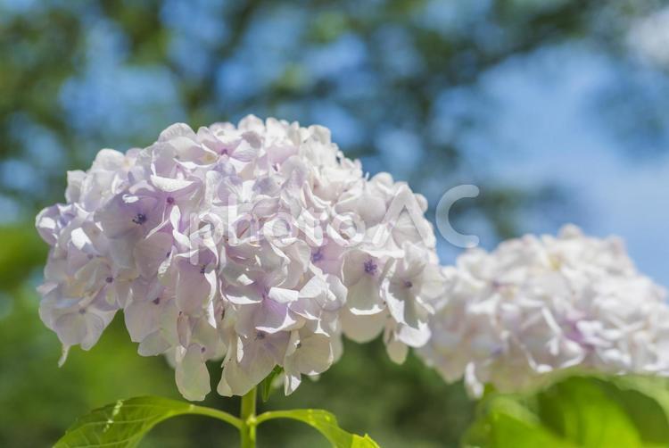 淡い色のアジサイ 紫陽花,あじさい,花の写真素材