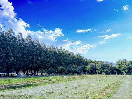 マキノのメタセコイア マキノ高原,マキノ,滋賀県の写真素材