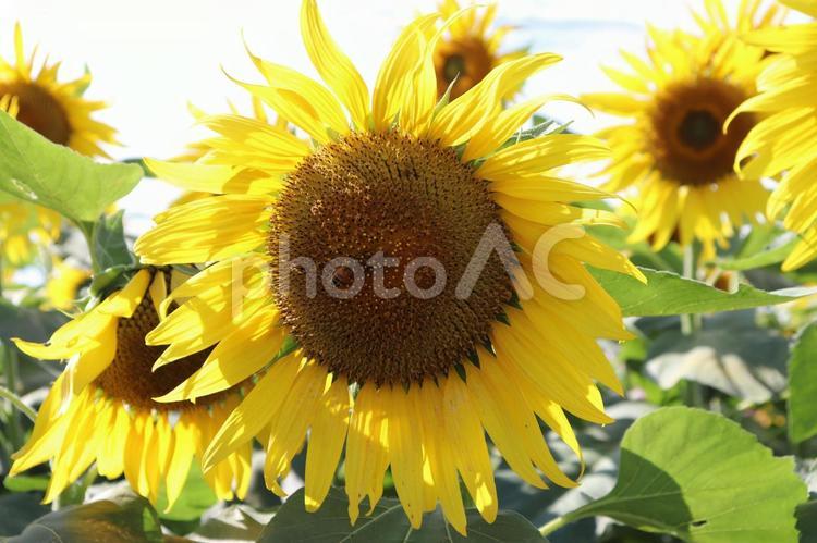ひまわりの笑顔 ヒマワリ,向日葵,秋の写真素材