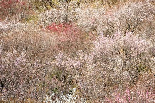 満開の紅梅と白梅 梅,迎春,梅の花の写真素材