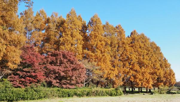 秋の水元公園・木々の紅葉（東京都葛飾区）の写真