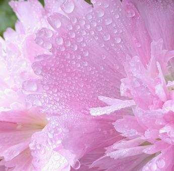 Raindrops on pink double hollyhocks, JPG Raindrops on pink double hollyhocks, JPG