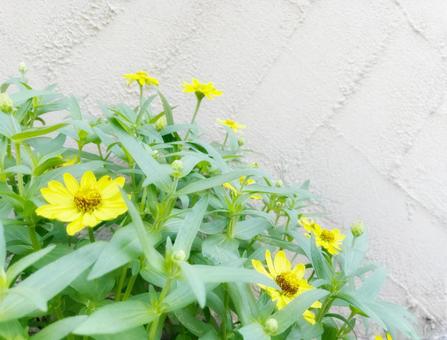 庭先の黄色い花 庭先の黄色い花の写真