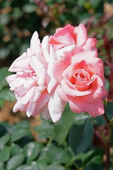 荒牧バラ園556　プリンセス・アイコの写真