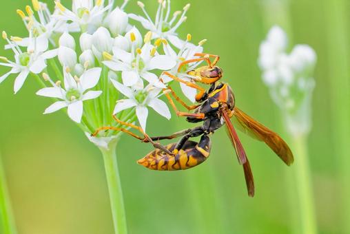 花の蜜を食べるセグロアシナガバチ 花の蜜を食べるセグロアシナガバチ セグロアシナガバチ,背黒脚長蜂,アシナガバチの写真素材