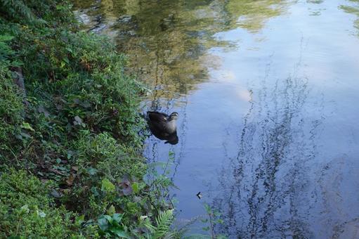 かも かも かも,鴨,鳥の写真素材