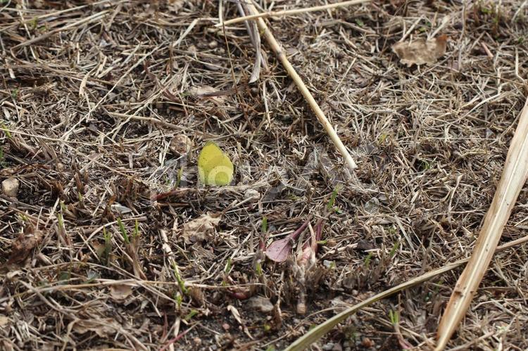 枯れ芝生の地面にいるキタキチョウ キタキチョウ,虫,チョウの写真素材