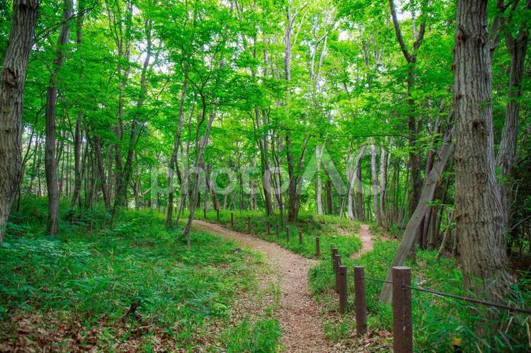 新緑の中をハイキング 新緑,森,木の写真素材