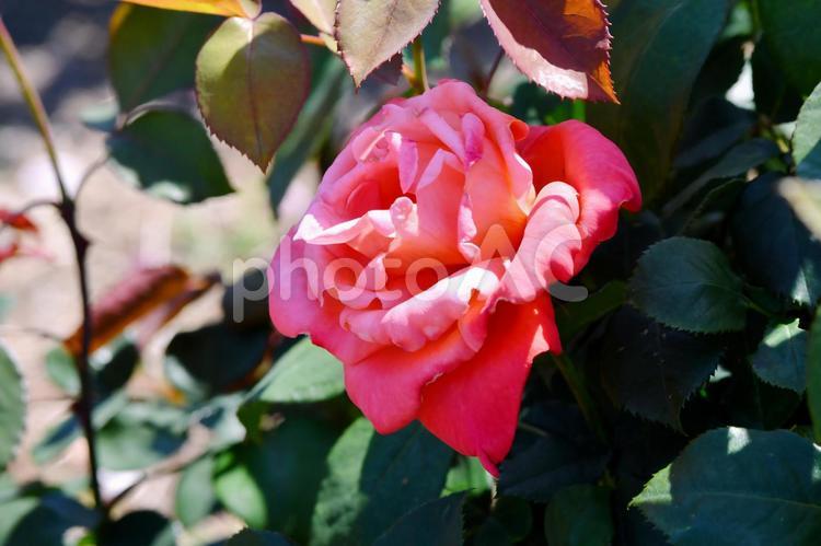 薔薇　カトリーヌドヌーブ 薔薇,花,ピンクの写真素材