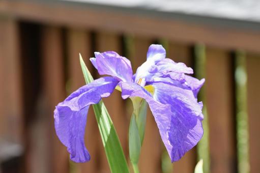 花菖蒲 花菖蒲の写真