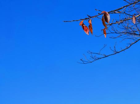 哀愁の季節・紅葉の秋 哀愁の季節・紅葉の秋 紅葉,枯葉,秋の写真素材
