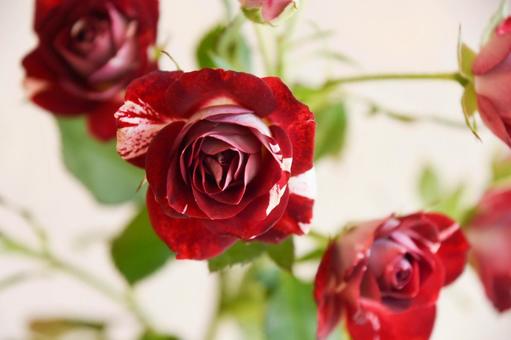 スプレーばら スプレーばら ばら,スプレーばら,薔薇の写真素材