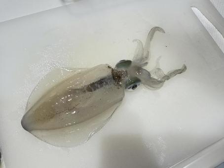 アオリイカの写真