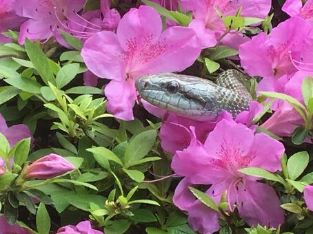 つつじと蛇 2 つつじと蛇 2 つつじ,蛇,アオダイショウの写真素材