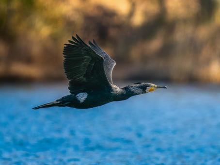 水辺を飛ぶカワウ 水辺を飛ぶカワウの写真