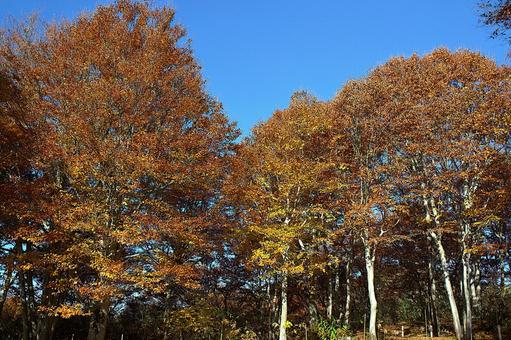 25年　山古志紅葉 綺麗,きれい,空の写真素材